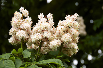 Image showing Horse chestnut 