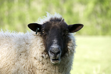 Image showing Sheep