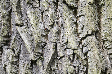 Image showing Tree trunk