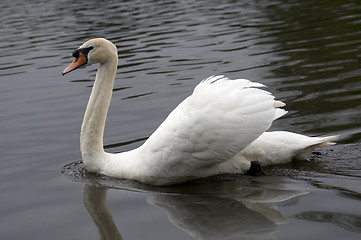 Image showing Mute swan