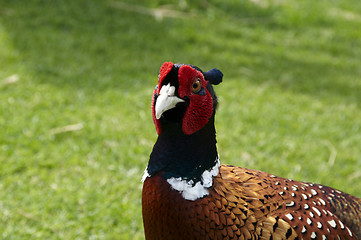 Image showing Pheasant