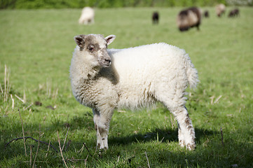 Image showing Lamb