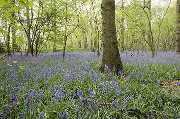 Image showing Bluebells