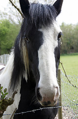 Image showing Horse