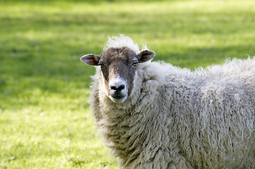 Image showing Sheep