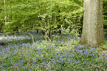 Image showing Bluebells