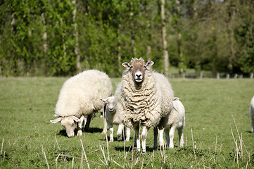 Image showing Sheep