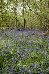 Image showing Bluebells