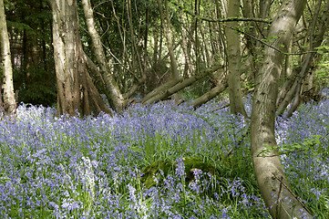 Image showing Bluebells