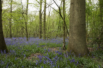 Image showing Bluebells