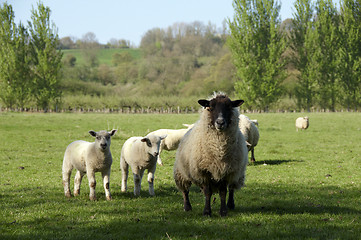 Image showing Sheep