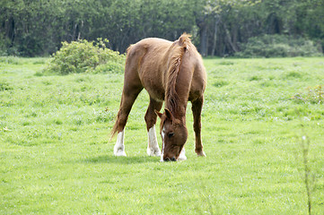 Image showing Horse