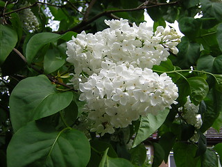 Image showing White Lilac