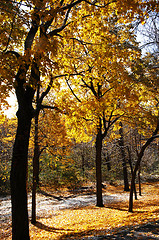 Image showing Autumn in the park.
