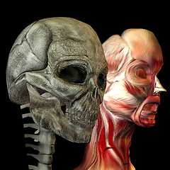 Image showing Human head with muscles and as skulls