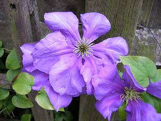 Image showing Purple Clematis