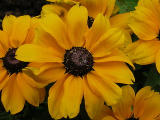 Image showing Yellow Flower