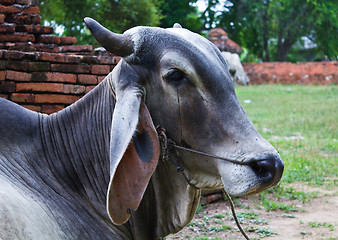 Image showing Sad Cow Natives Countryside in Thailand