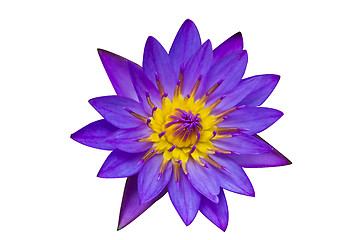 Image showing Purple Lotus on White Background 