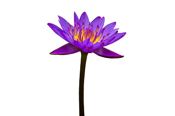 Image showing Purple Lotus on White Background