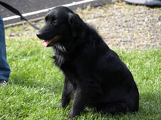 Image showing Black Lab