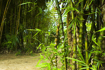 Image showing Asian Bamboo forest