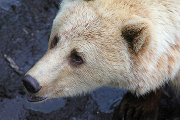 Image showing Brown bear