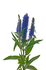 Image showing Veronica flowering spikes