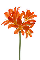 Image showing Orange lilys