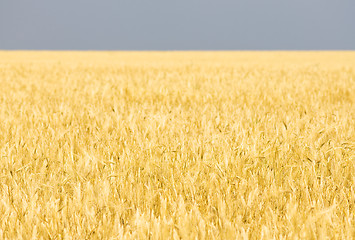 Image showing Yellow wheat field