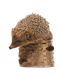 Image showing Hedgehog