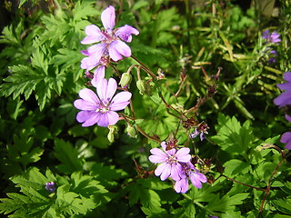 Image showing Wildflower