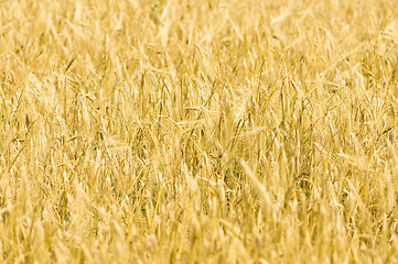 Image showing Yellow wheat field