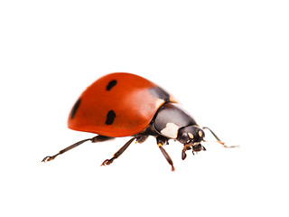 Image showing Ladybird