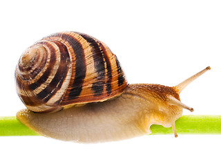 Image showing Snail