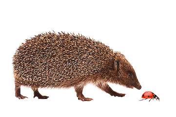 Image showing Hedgehog