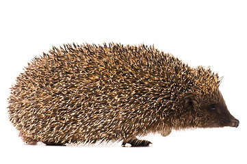 Image showing Hedgehog