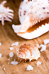Image showing seashells and salt 