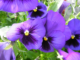 Image showing pansy