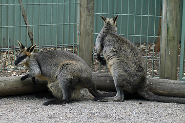 Image showing kangaroos