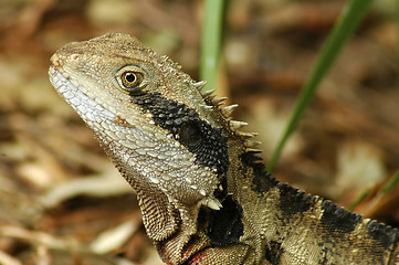 Image showing lizzard