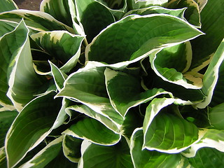 Image showing hosta