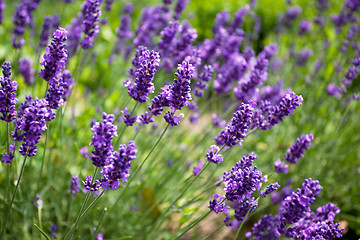 Image showing Lavender