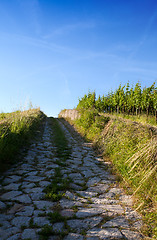 Image showing Vineyard in Southwest Germany