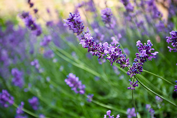 Image showing Lavender