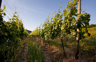 Image showing Vineyard in Southwest Germany