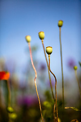 Image showing Wild Poppies