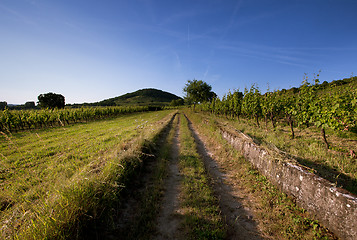 Image showing Vineyard in Southwest Germany