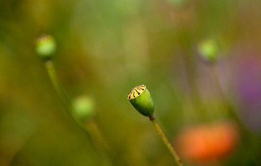 Image showing Wild Poppies