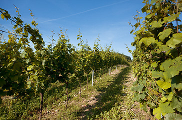 Image showing Vineyard in Southwest Germany